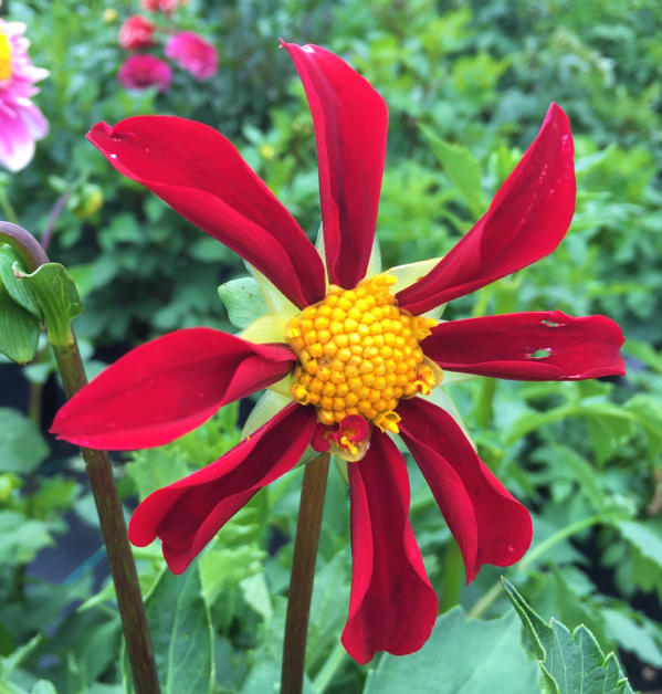 Dahlia Honka Red
